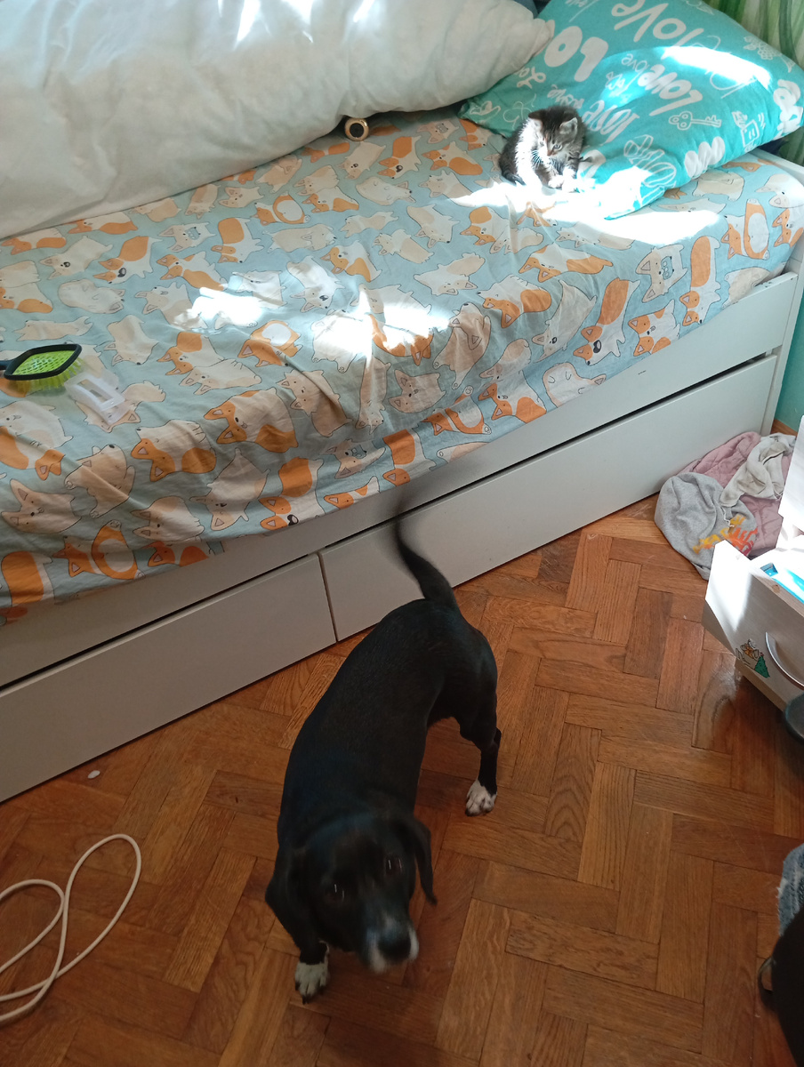 Новый житель.