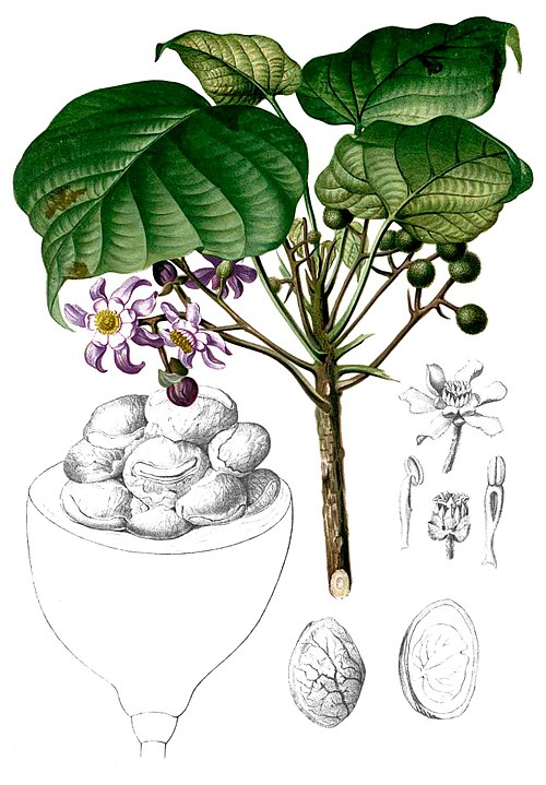 Пангиум съедобный