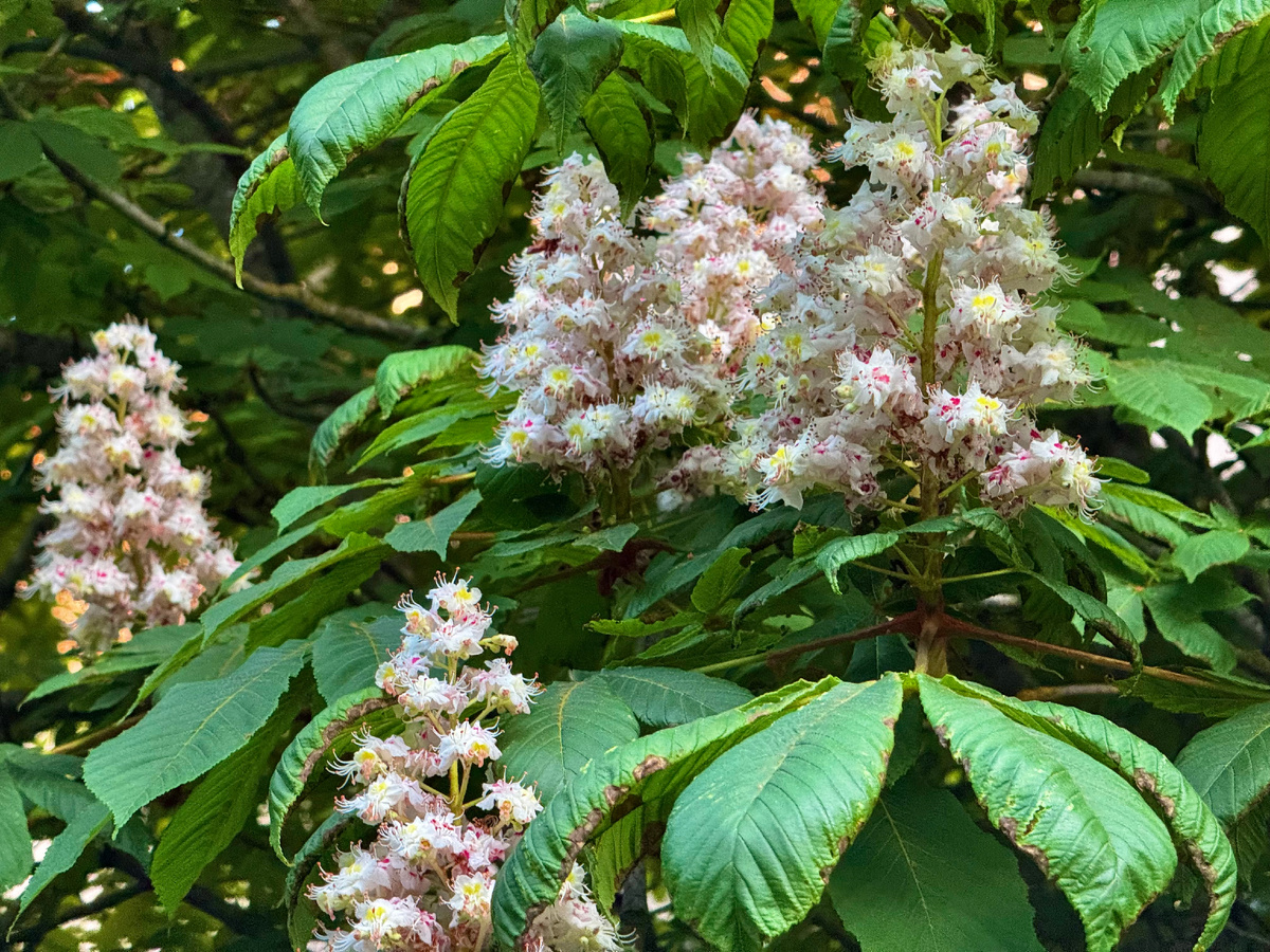 Вторая декада мая. Фото автора.
