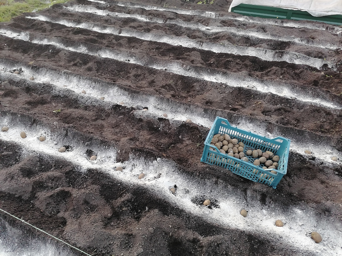 Сыпала в ряды доломитовую муку. На участок в полсотки мешок 25 кг раскидала