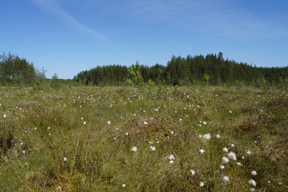 Сестрорецкое болото