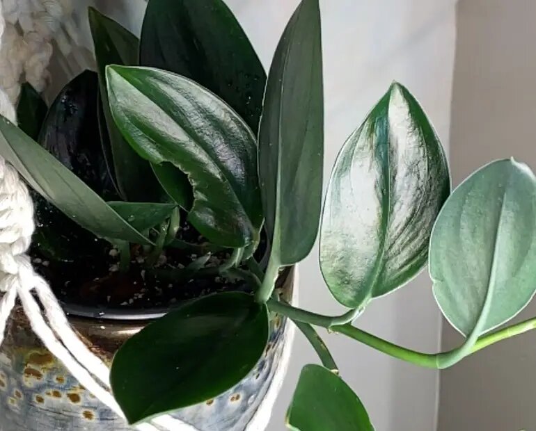 Scindapsus Treubii ‘Dark Form’