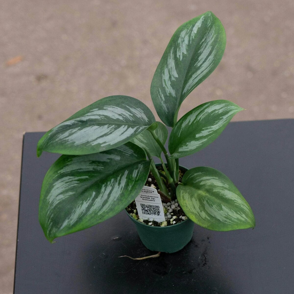 Scindapsus Treubii Sp ‘Sumatra’