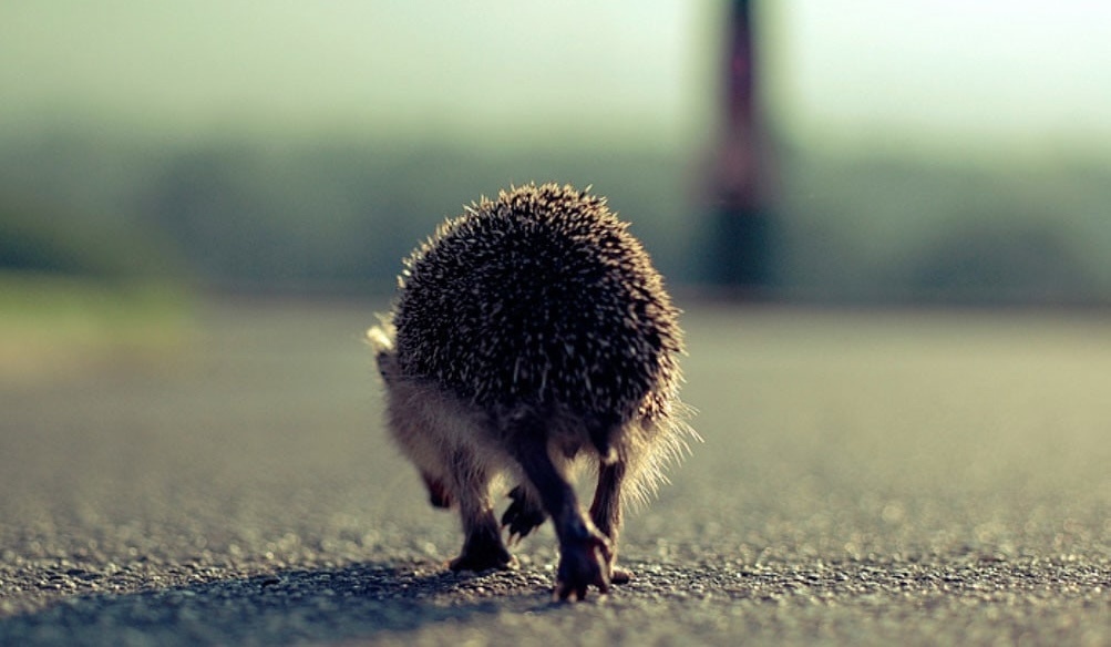 Фото из интернета