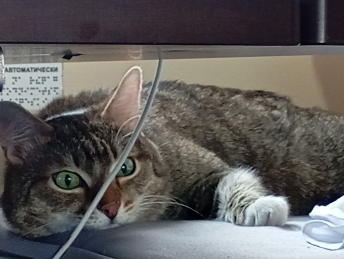 Кот на полке в поезде. Фото из личного архива 