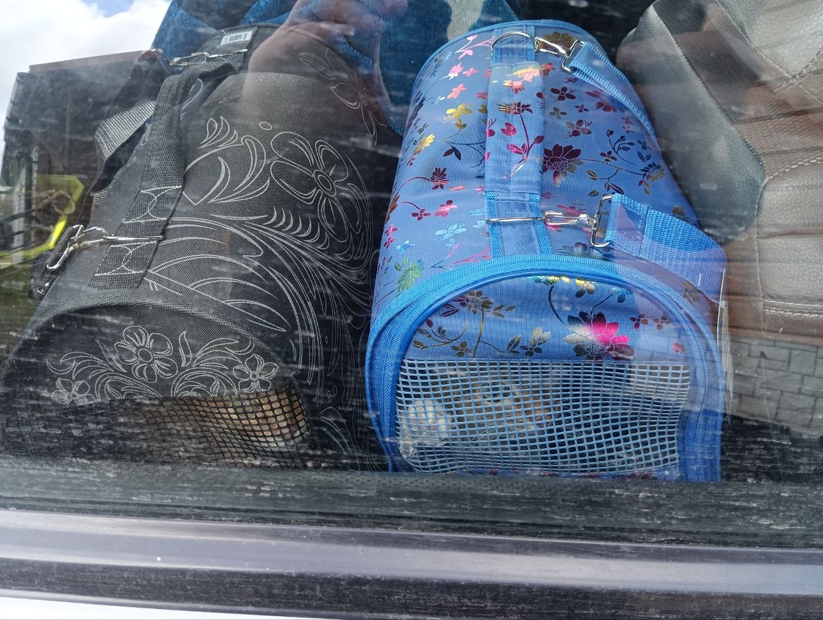 Коты в переноске. Фото из личного архива 