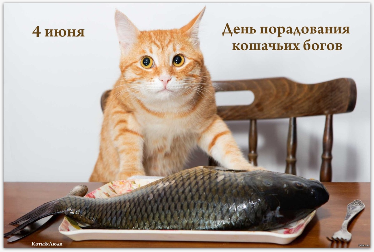 Коллаж автора. Использован источник: https://fishki.net/mix/14259/