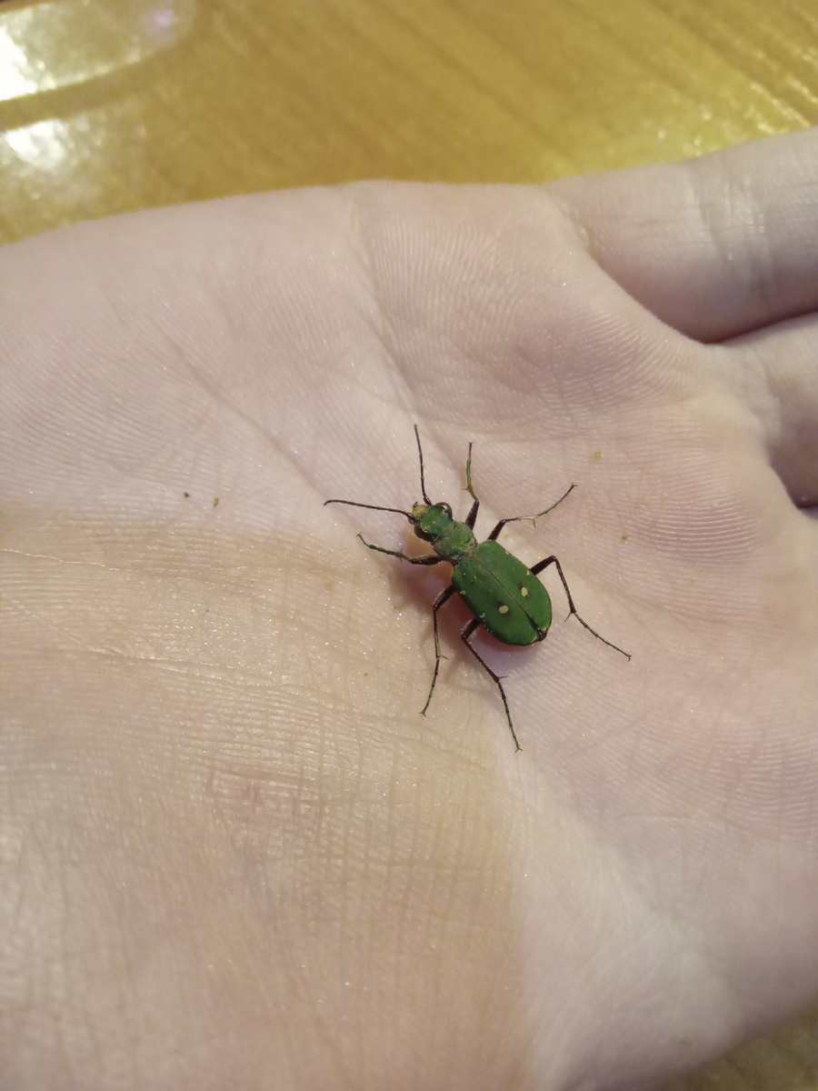 Вот такой зеленый красавец.