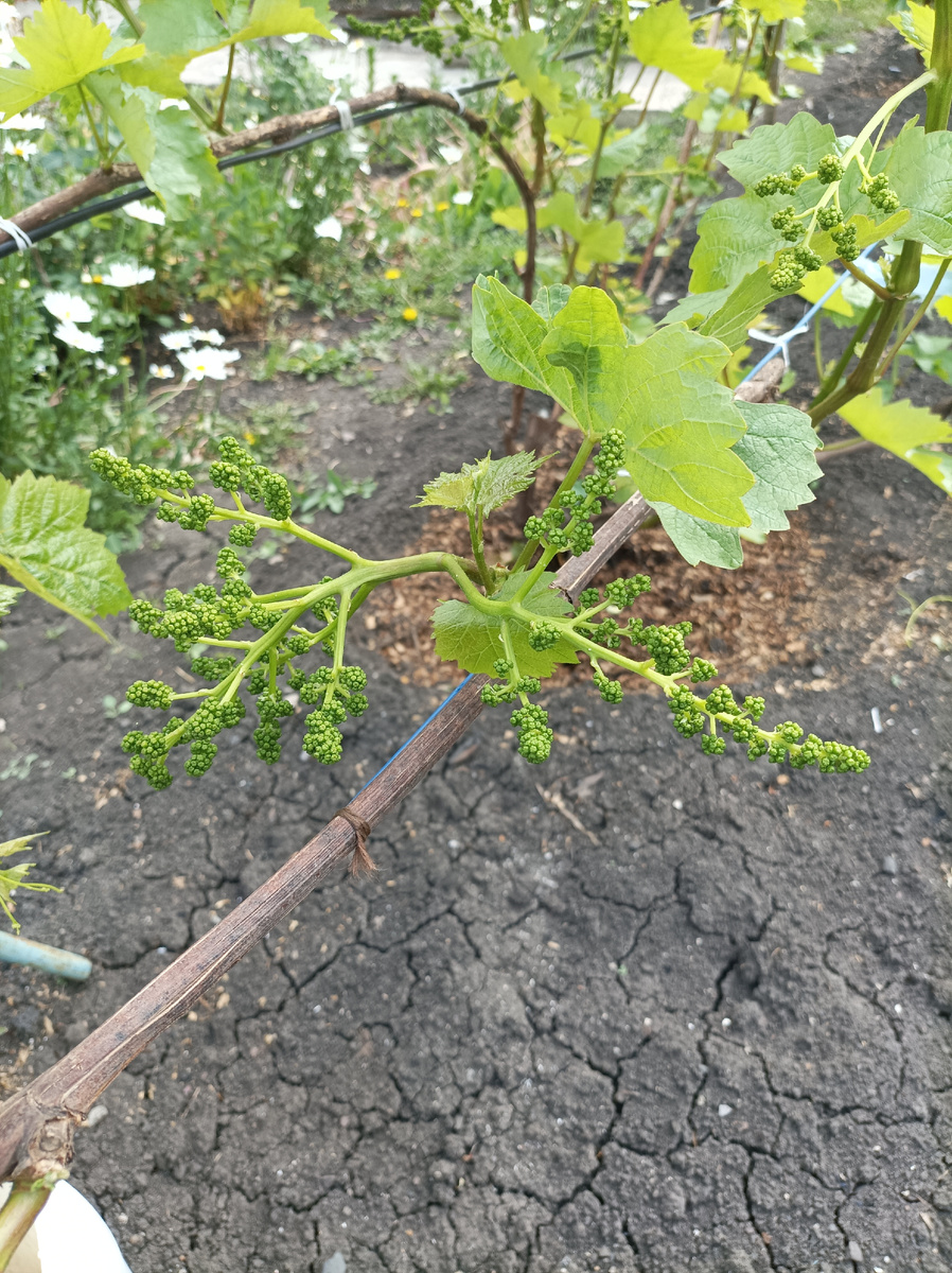 Виноград набрал грозди