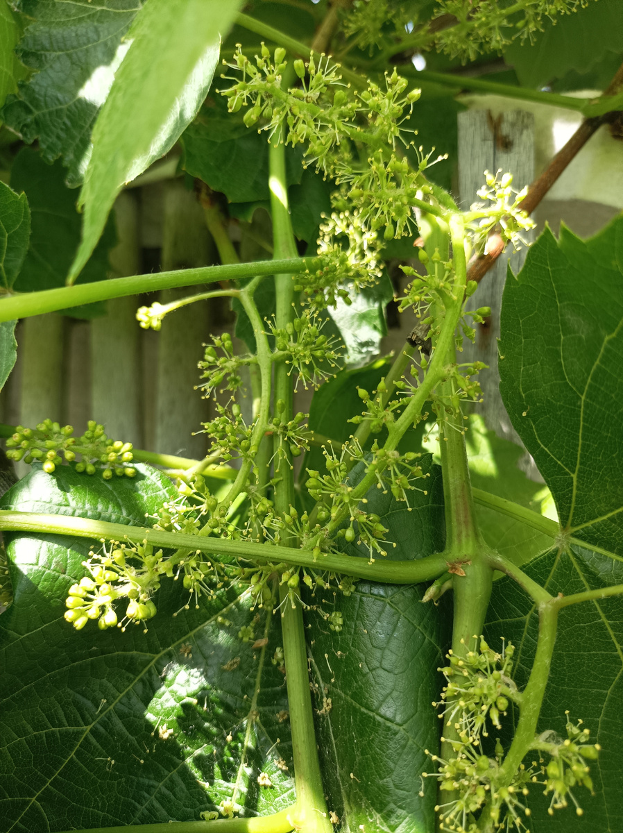 Виноград зацветает