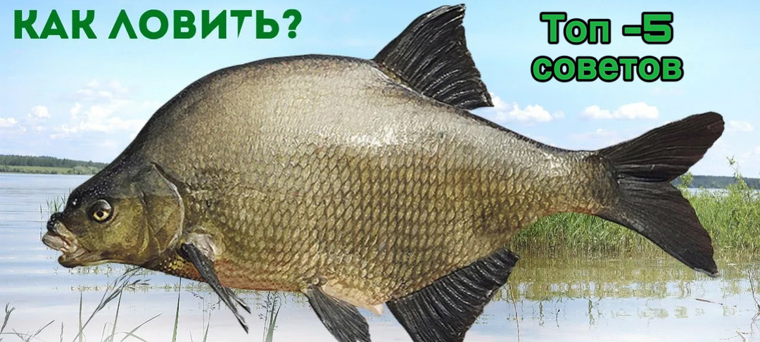 Топ -5 советов при ловле КРУПНОГО ЛЕЩА!!