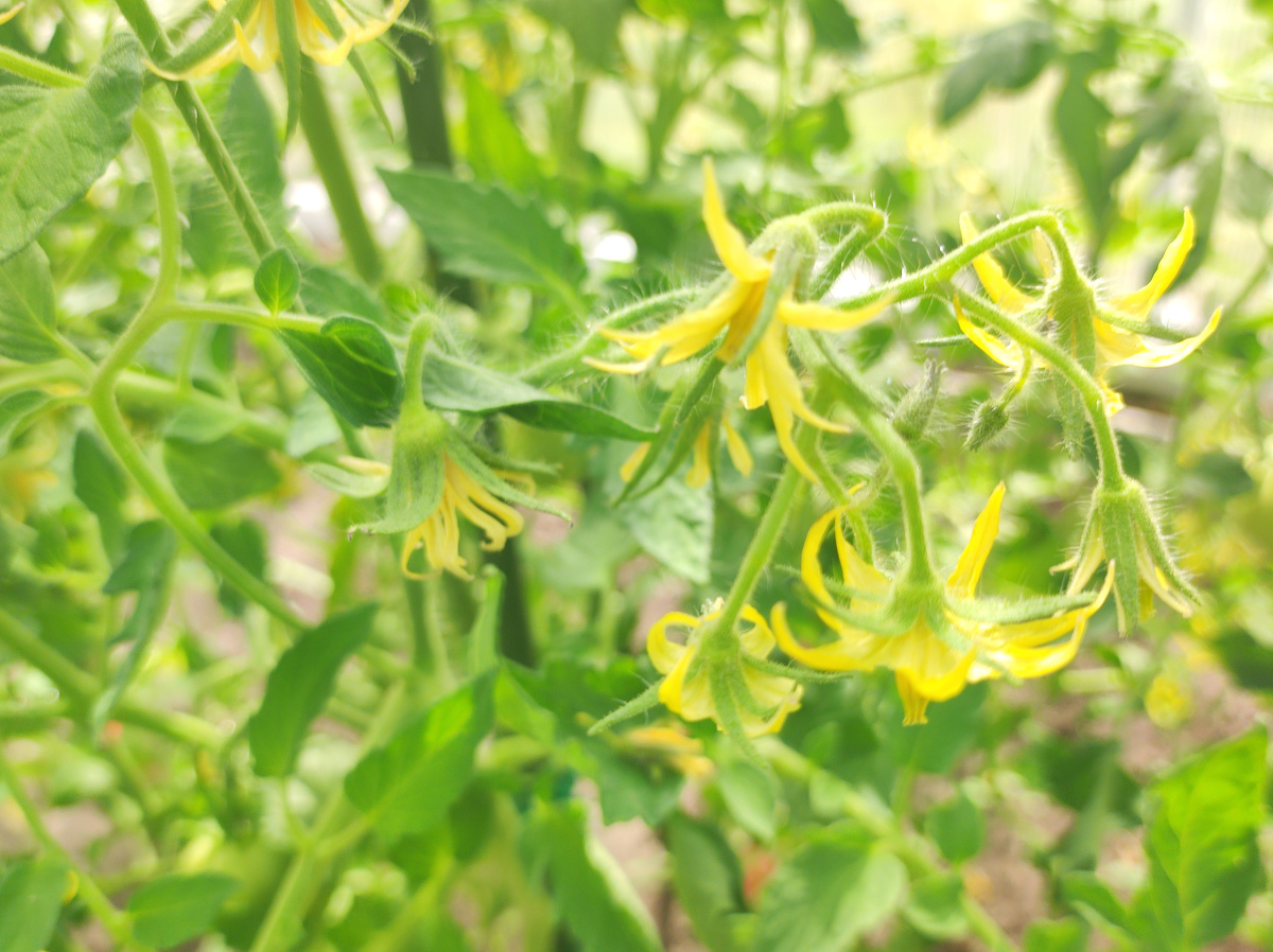 Фото автора, цветение томатов, июнь 2025 года