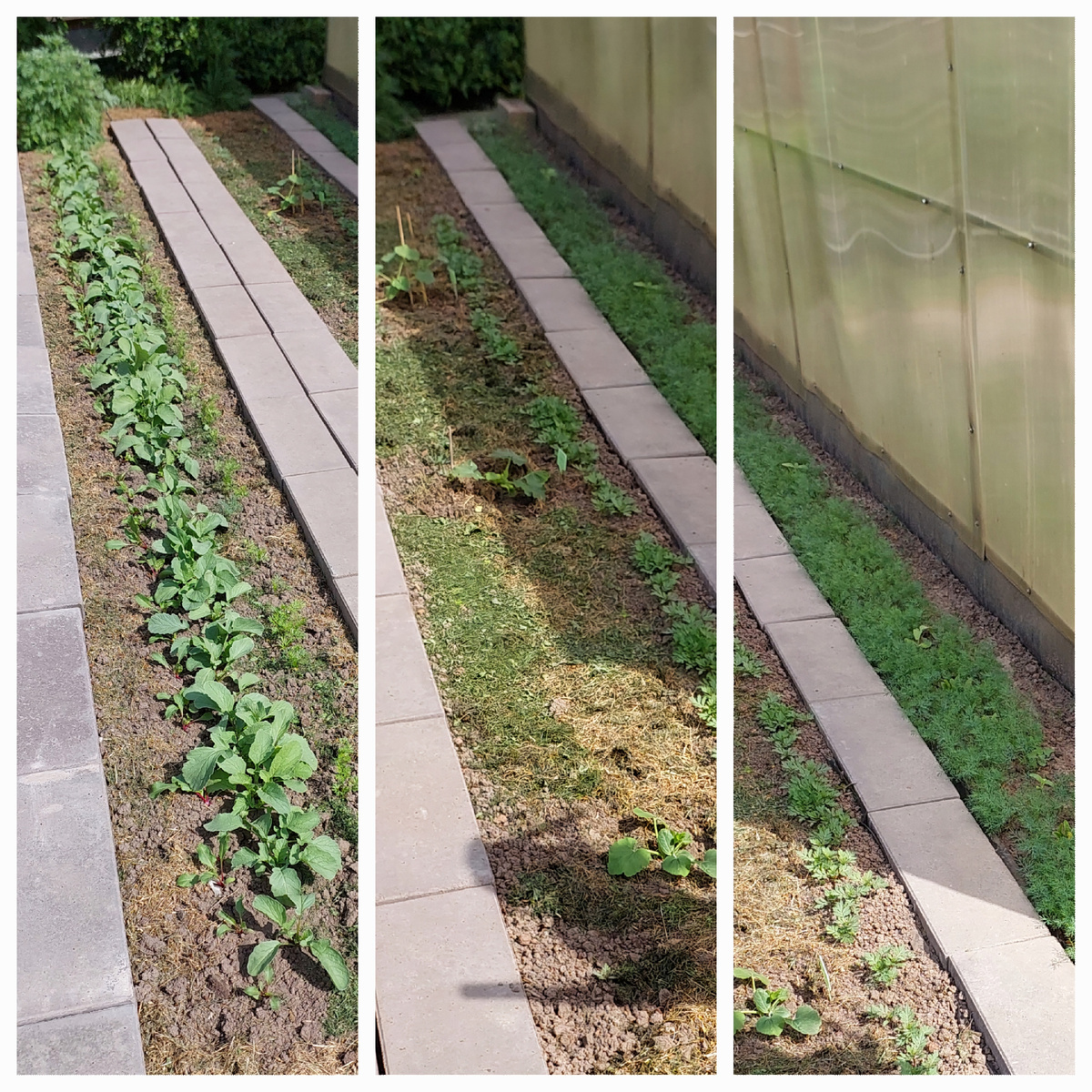 Укроп (самосев). В нём спрятались подсолнухи. Кабачки+ рассада бархатцев. Морклвь+редис+свёкла