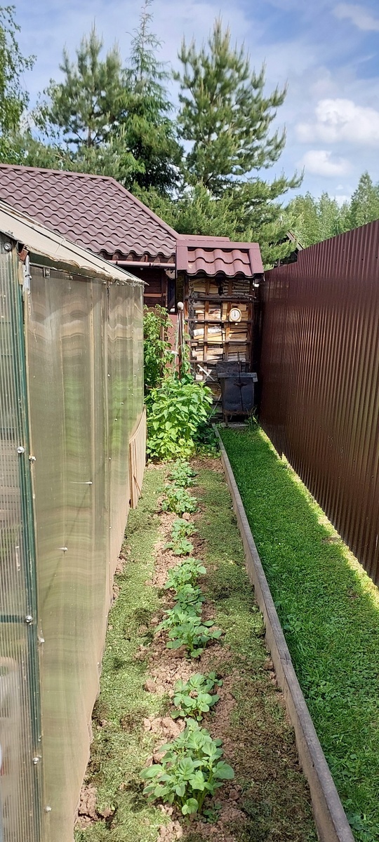 Картофельная гряда за теплицей