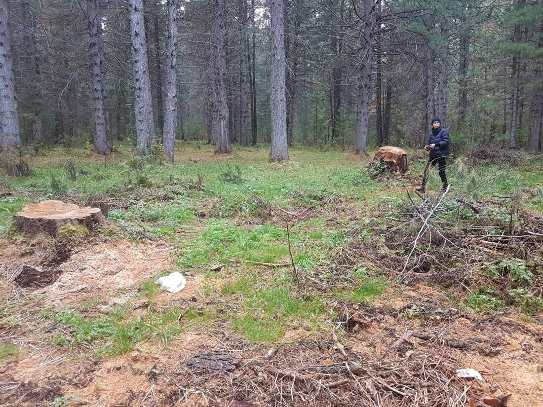 Фото 2  Спиленные кедры