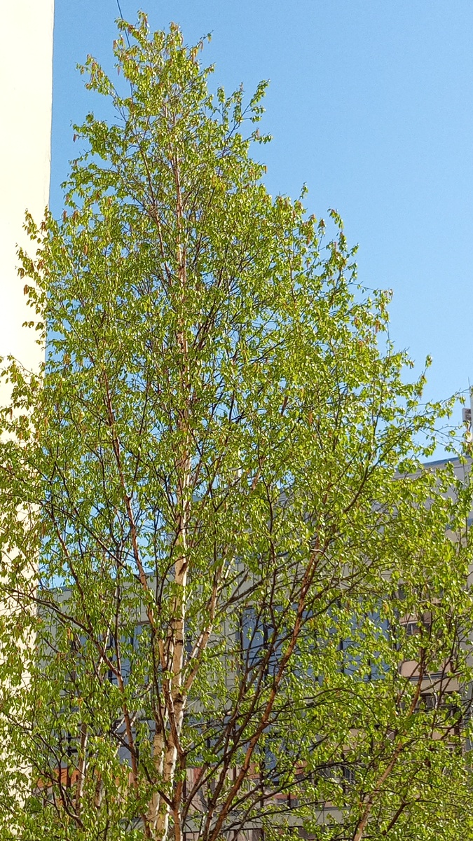 Фото автора. 1 июня 2025