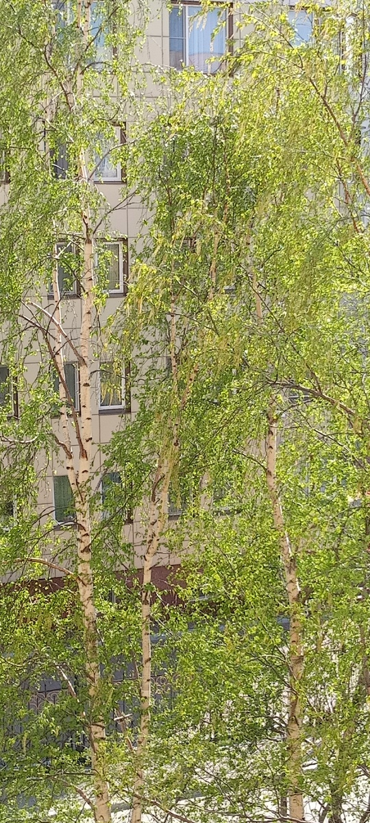 Фото автора. 1 июня 2025