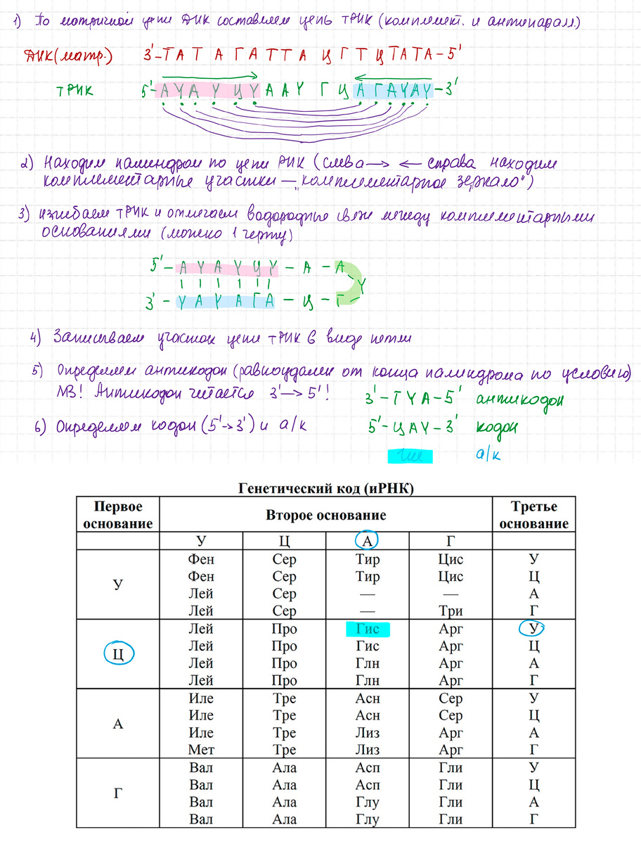 27 задание (реальное) ЕГЭ по Биологии 2024. Решает репетитор кбн Богунова В.Г.