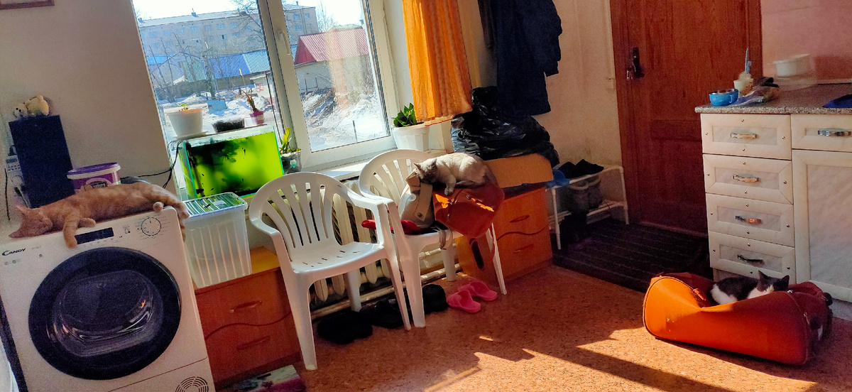 Наша милая общага и три кота в каждом углу