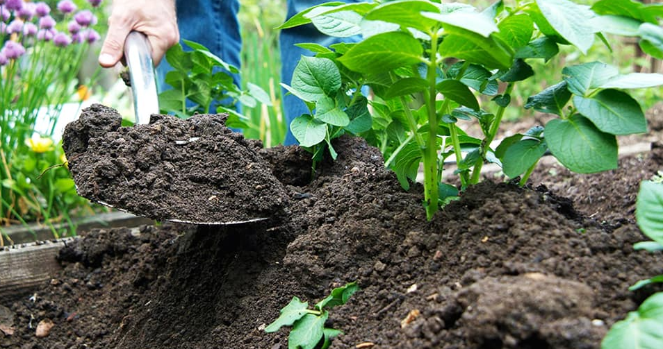 окучивание картофеля