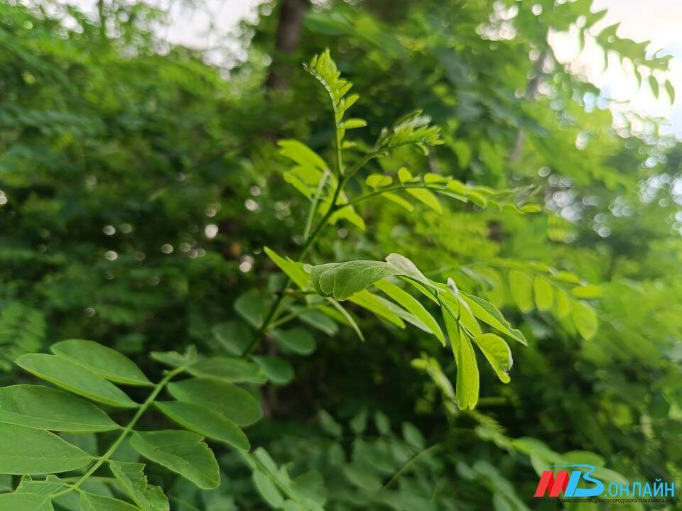    Фото: МТВ.ОНЛАЙН / Елизавета Денисова