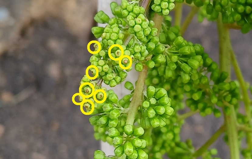 Желтыми кружками отметил самые поврежденные от трения колпачки 