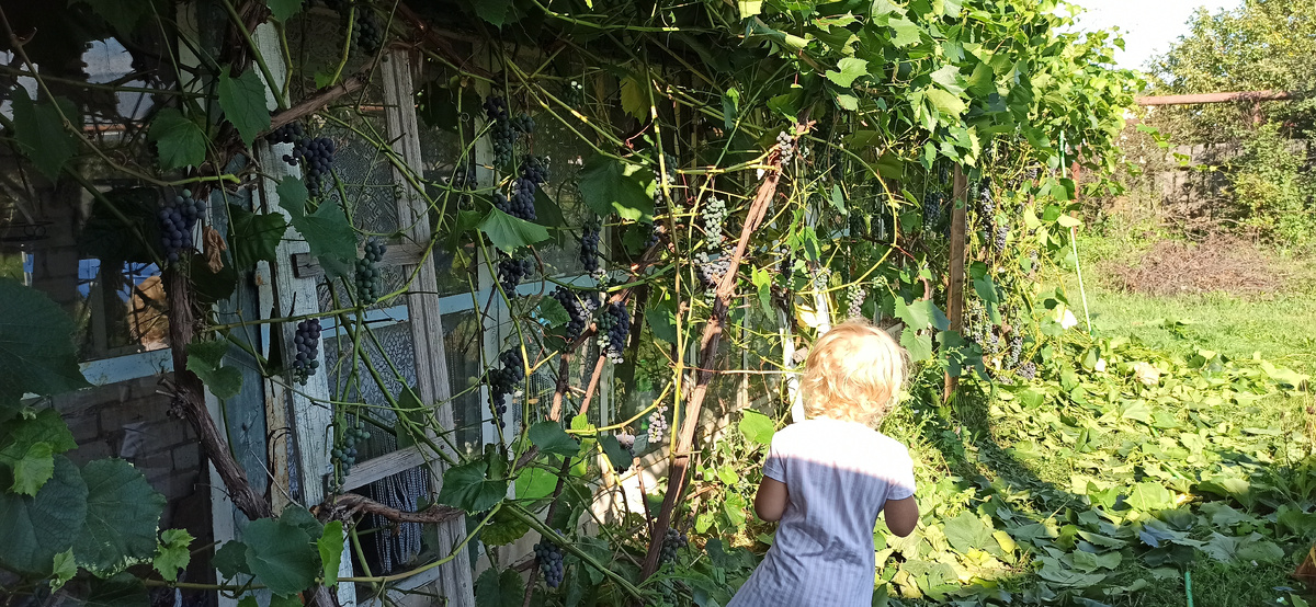 Осветление 2021г. Зачистка урожая от зарослей лопухов. При этом на верху ещё осталась огромная зелёная масса плетей 