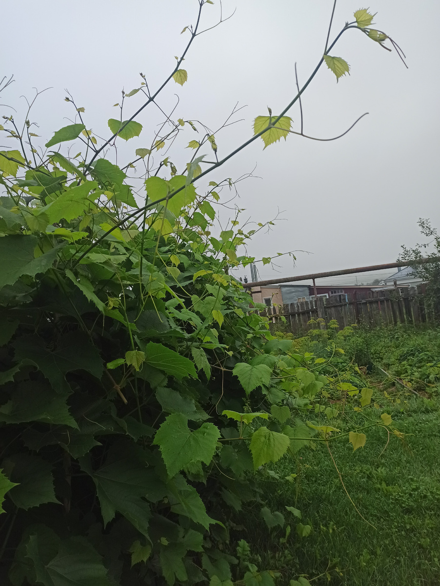 Вот так выглядит виноград к концу июня обычно. Активно растущие коронки.