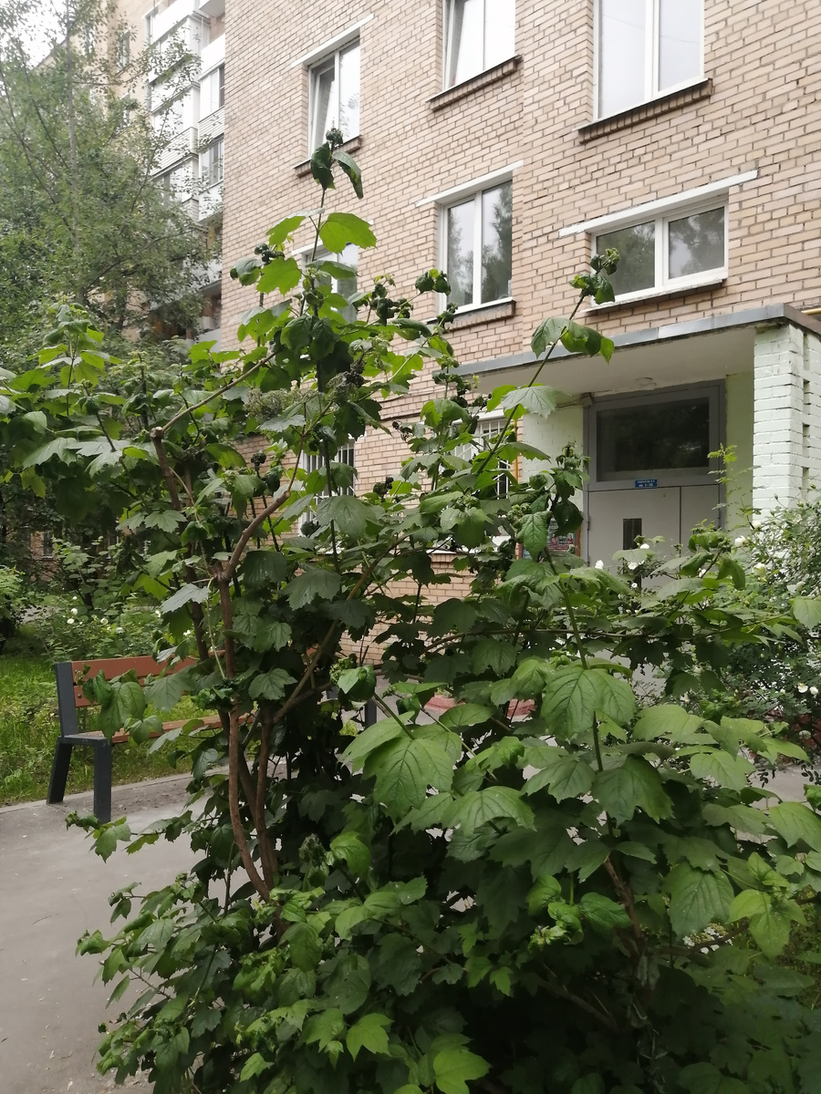 Вроде бы обычный куст. Если не приглядываться