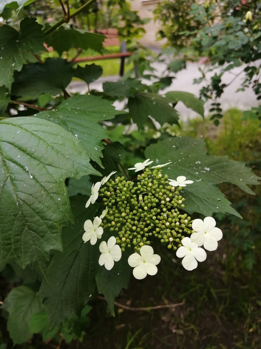 Калина обыкновенная, соцветие