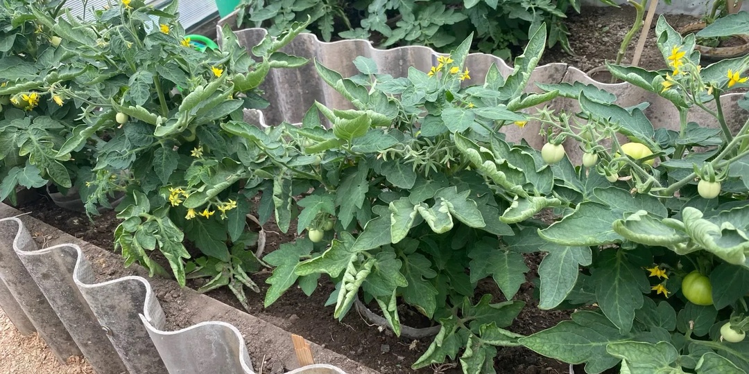 Лью под томаты и урожай ведрами собираю до поздней осени. Сразу 5 лучших подкормок для томатов на любой стадии роста и плодоношения