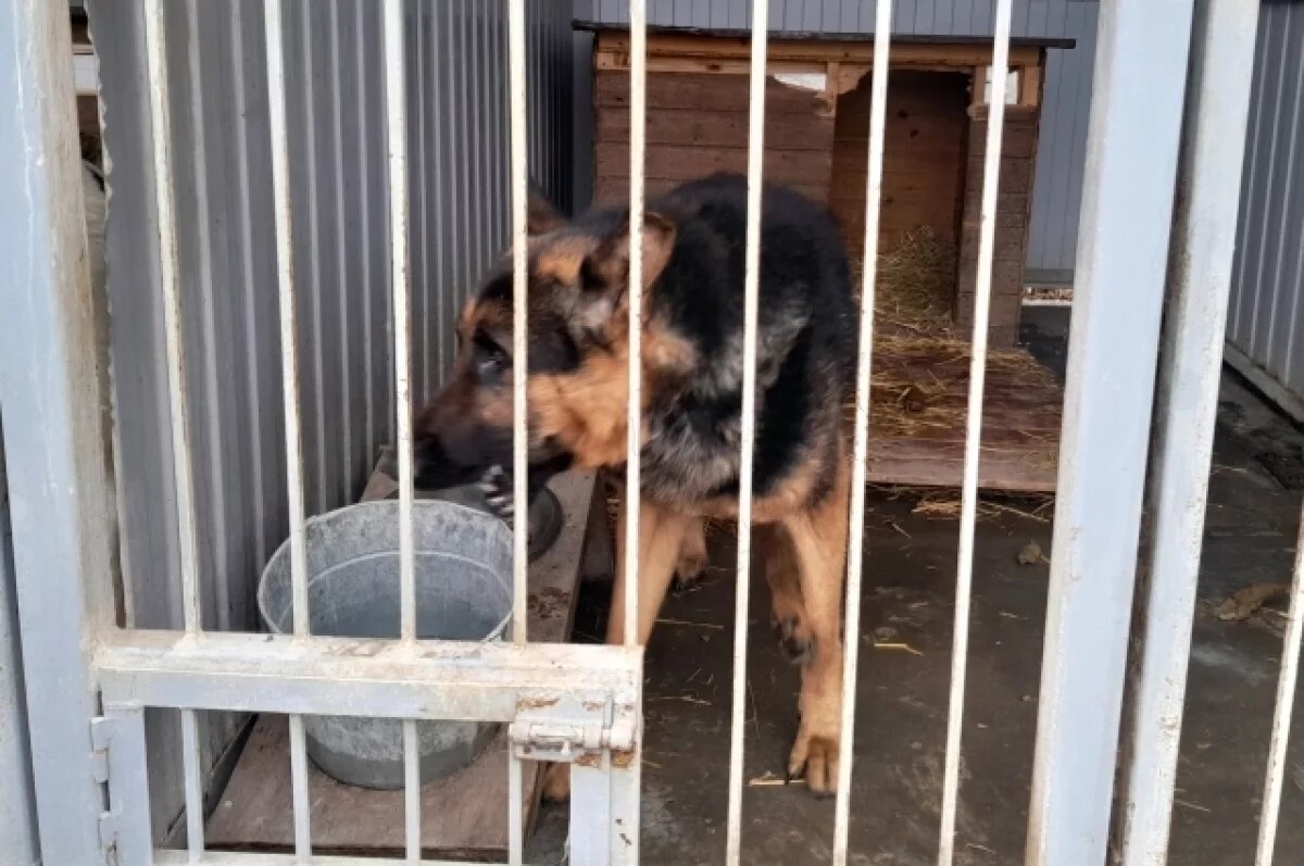    Приют для собак в Строителе под Белгородом возобновит работу с 16 июня