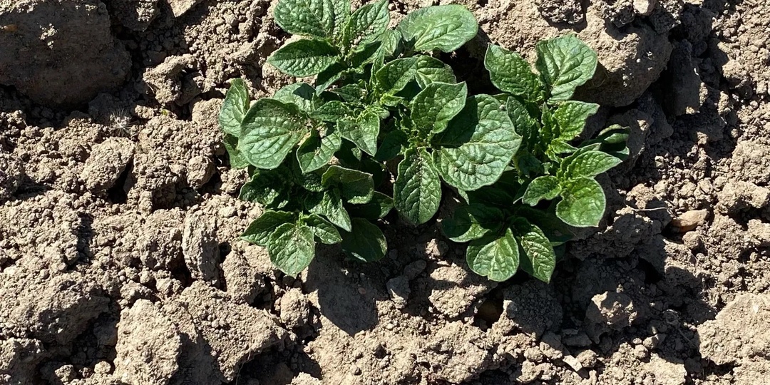 Никогда не собирайте колорадского жука с картошки. Как избавиться от колорадского жука раз и навсегда, без усилий и химикатов