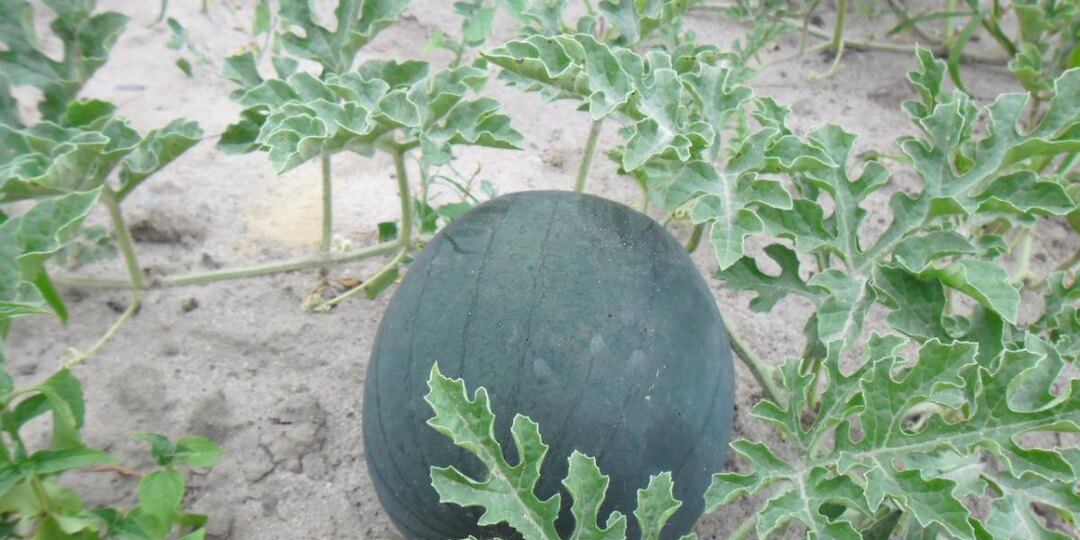 Арбузы с грядки без теплицы? Возможно, если делать это с рассадой