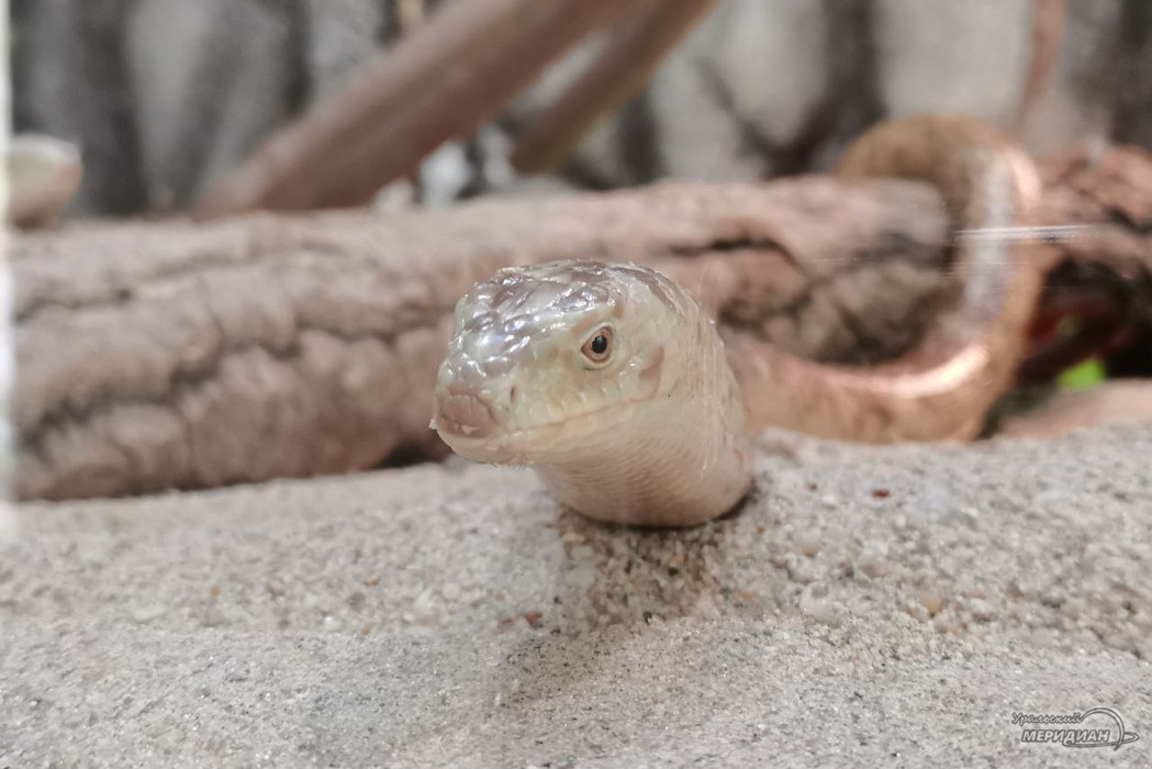    Фото: Ксения Жигалова © ИА «Уральский меридиан»
