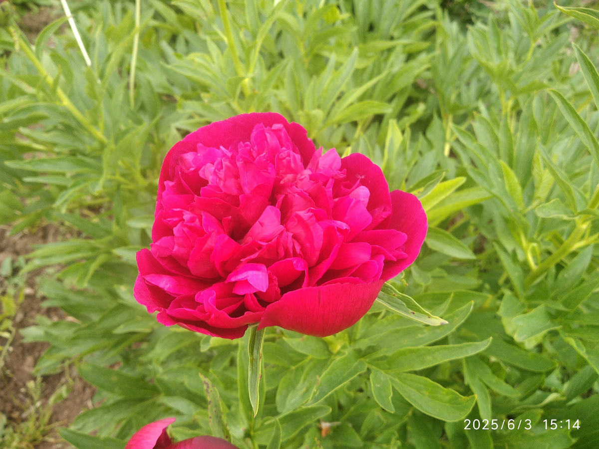 Жаль, что эта красота не долговечна (моя фотография)