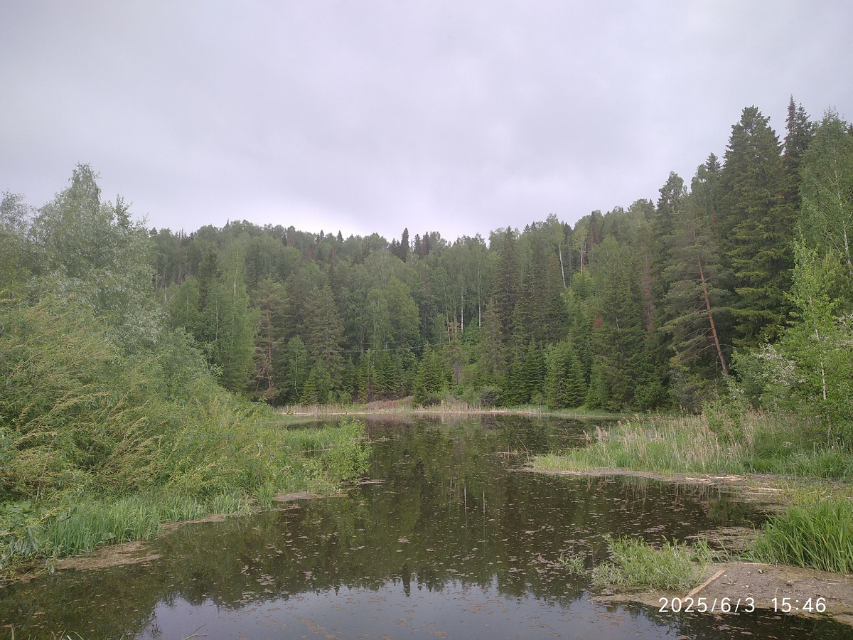 Лесное озеро из родников, вода в нем ледяная даже в жару 