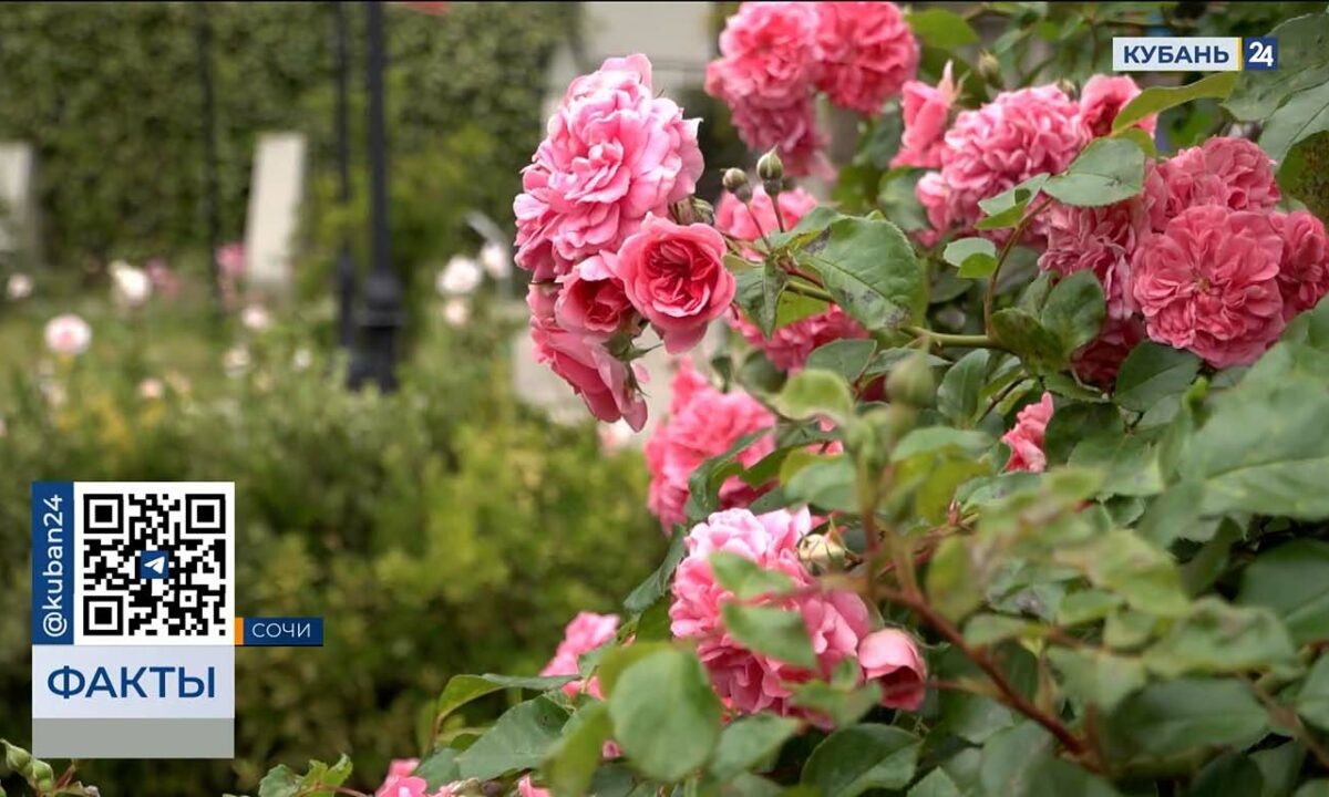    Видео канала «Кубань 24»