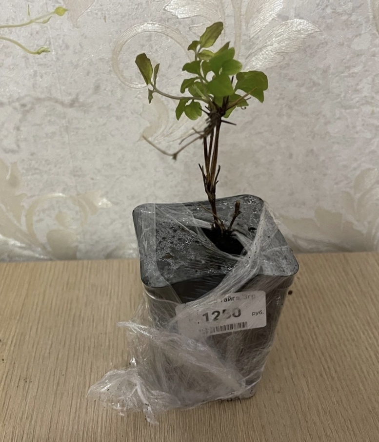 Клематис Тайга