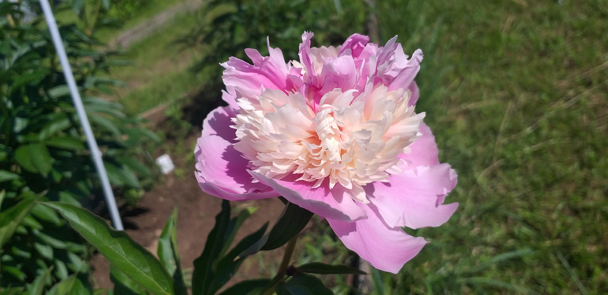 Красивый пион в моем саду
