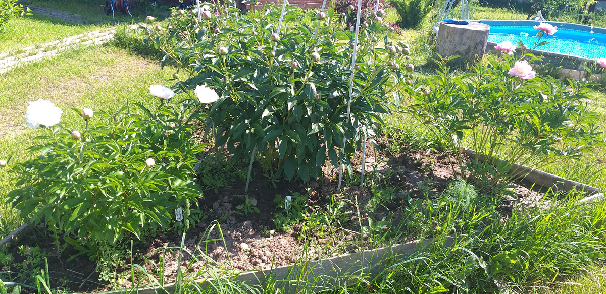 Клумба с пионами