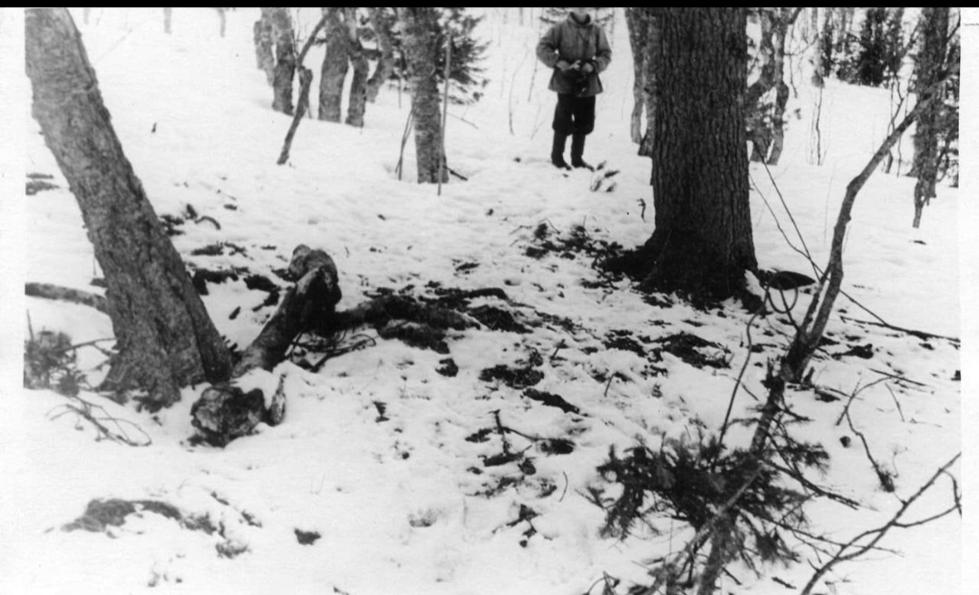 Фото 2 следы костра у кедра