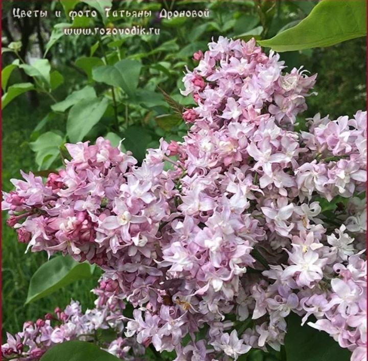 Автор фото указан на фото  - Татьяна Дронова- сорт Федерико Гарсиа Лорка 