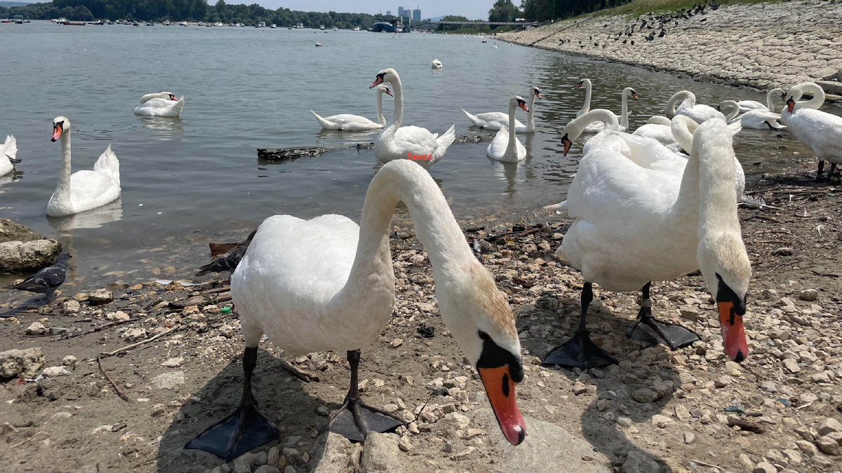 набережная  , Земун