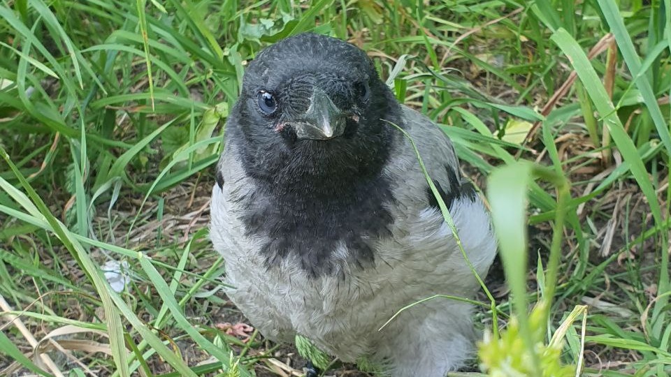 Внимание! На улице нашествие слётков. Что делать, если вы нашли птенца? Куда обращаться?