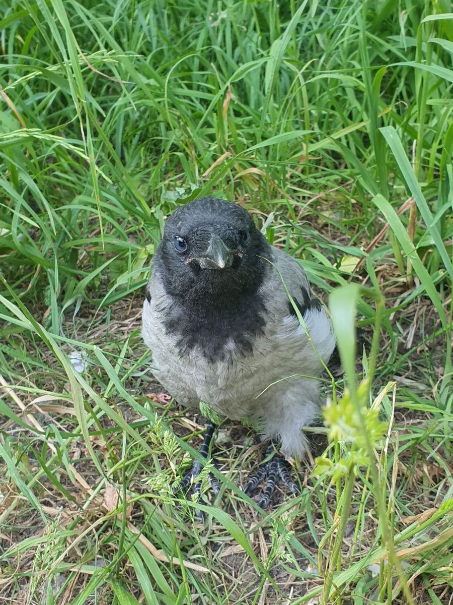 Слеток серой вороны, вдохновивший на статью. Фото автора. 