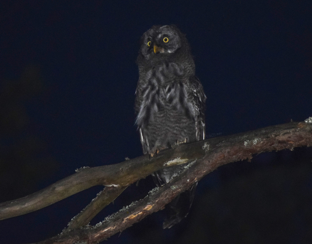 Слеток бородатой неясыти