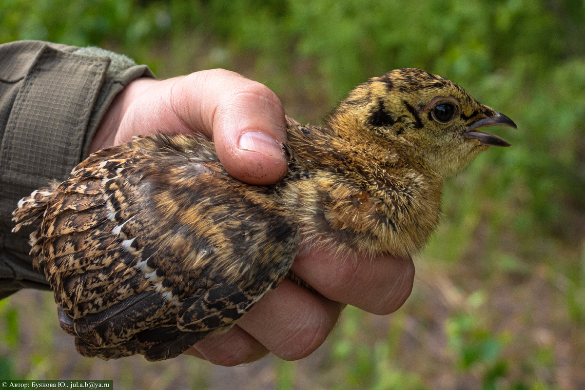 Птенец глухаря