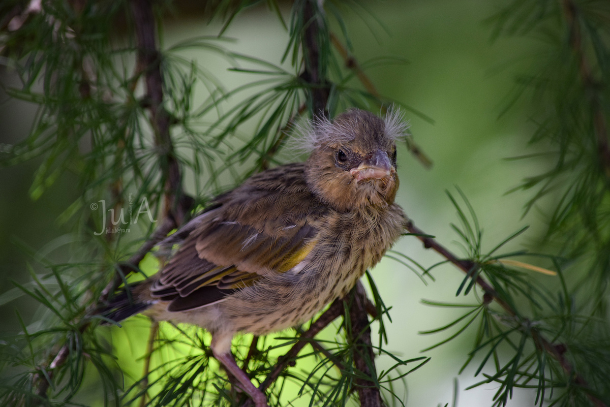 Слеток обыкновенной зеленушки