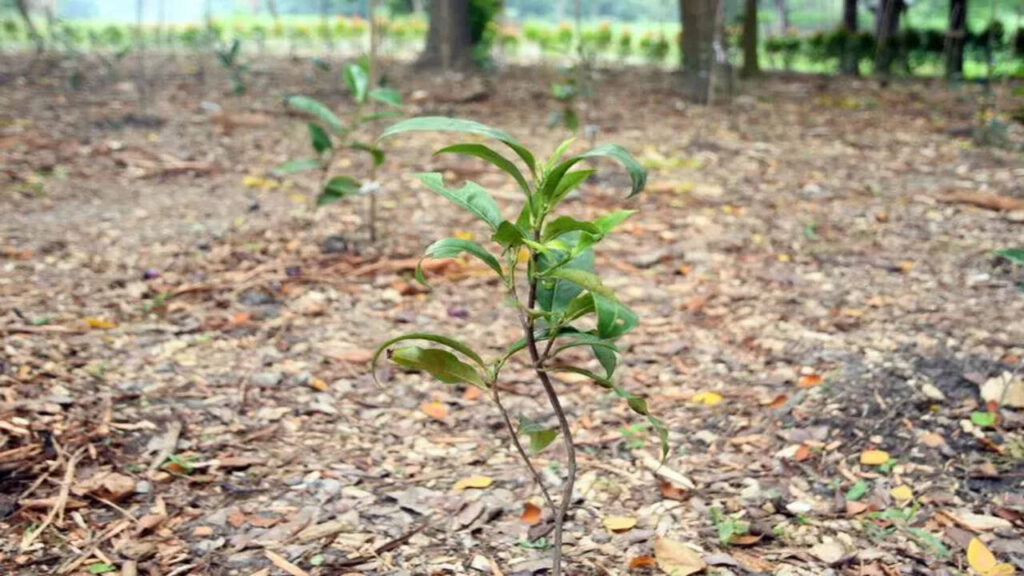 timesofindia.indiatimes.com